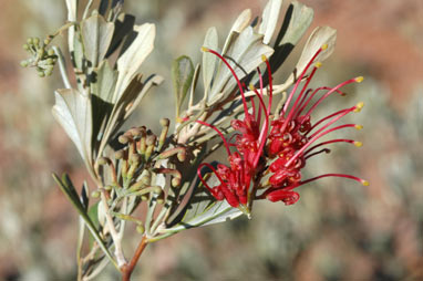 APII jpeg image of Grevillea variifolia var. variifolia  © contact APII