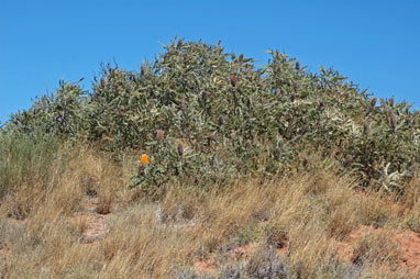 APII jpeg image of Banksia ashbyi  © contact APII