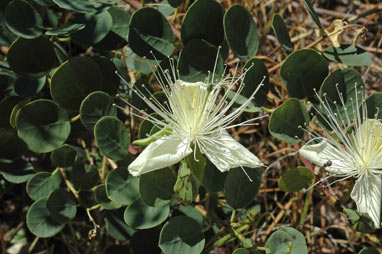 APII jpeg image of Capparis  © contact APII