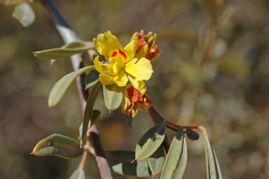 APII jpeg image of Labichea cassioides  © contact APII