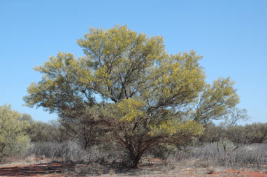 APII jpeg image of Acacia murrayana  © contact APII