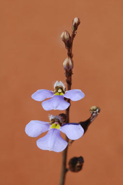 APII jpeg image of Lobelia heterophylla  © contact APII
