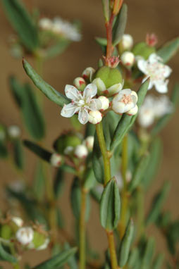 APII jpeg image of Monotaxis bracteata  © contact APII