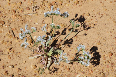 APII jpeg image of Limonium lobatum  © contact APII