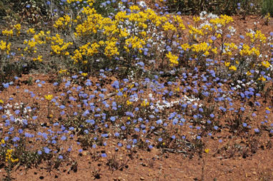 APII jpeg image of Brunonia australis  © contact APII