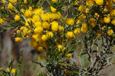 APII jpeg image of Acacia erinacea  © contact APII