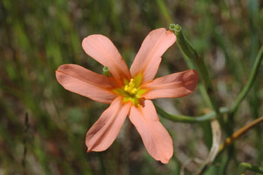 APII jpeg image of Moraea flaccida  © contact APII