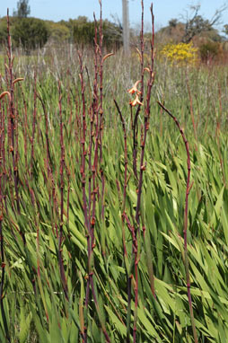 APII jpeg image of Watsonia meriana var. bulbillifera  © contact APII