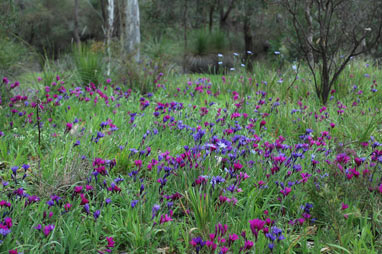 APII jpeg image of Babiana angustifolia  © contact APII