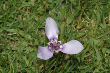 APII jpeg image of Herbertia lahue subsp. caerulea  © contact APII