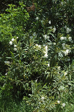 APII jpeg image of Nerium oleander  © contact APII