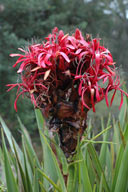 Doryanthes excelsa