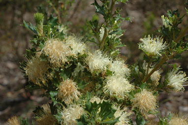 APII jpeg image of Banksia sessilis var. cygnorum  © contact APII