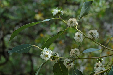 APII jpeg image of Eucalyptus kitsoniana  © contact APII