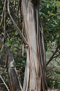 APII jpeg image of Eucalyptus kitsoniana  © contact APII