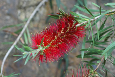 APII jpeg image of Callistemon 'Pendulus'  © contact APII