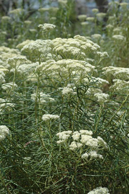 APII jpeg image of Cassinia longifolia  © contact APII