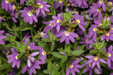 APII jpeg image of Scaevola 'Aussie Salute'  © contact APII