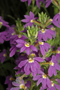 APII jpeg image of Scaevola 'Aussie Salute'  © contact APII