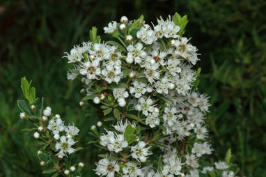 APII jpeg image of Kunzea ericoides 'Snowman'  © contact APII