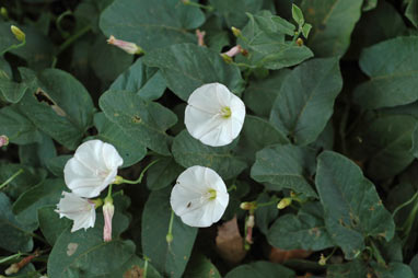 APII jpeg image of Convolvulus arvensis  © contact APII