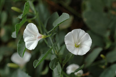 APII jpeg image of Convolvulus arvensis  © contact APII