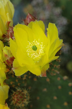 APII jpeg image of Opuntia puberula  © contact APII