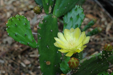 APII jpeg image of Opuntia monocantha  © contact APII