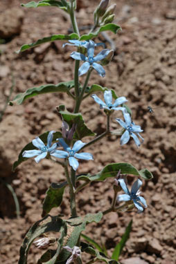 APII jpeg image of Oxypetalum coeruleum  © contact APII