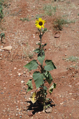 APII jpeg image of Helianthus annuus  © contact APII