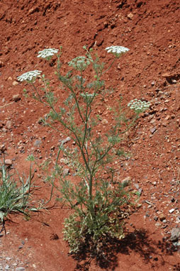 APII jpeg image of Ammi majus  © contact APII