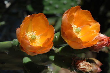 APII jpeg image of Opuntia tomentosa  © contact APII