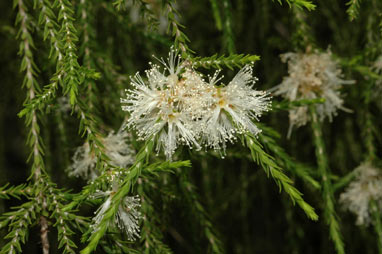 APII jpeg image of Melaleuca tamariscina subsp. irbyana  © contact APII