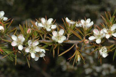 APII jpeg image of Leptospermum arachnoides  © contact APII