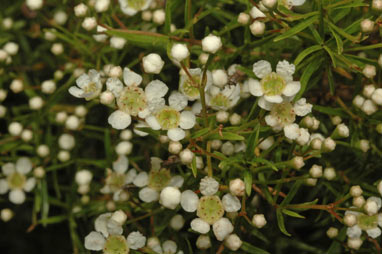 APII jpeg image of Babingtonia similis 'Howie's Feathertip'  © contact APII