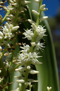 APII jpeg image of Cordyline obtecta  © contact APII