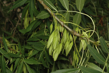 APII jpeg image of Fraxinus angustifolia subsp. angustifolia  © contact APII