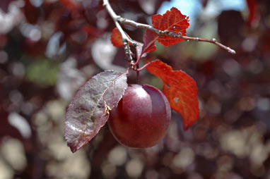APII jpeg image of Prunus  © contact APII