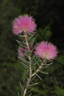 APII jpeg image of Melaleuca pentagona var. raggedensis  © contact APII