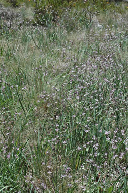 APII jpeg image of Arthropodium milleflorum  © contact APII