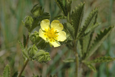 APII jpeg image of Potentilla recta  © contact APII