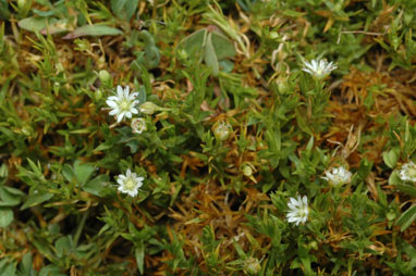 APII jpeg image of Stellaria angustifolia var. tenella  © contact APII