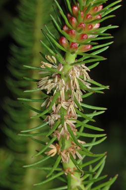 APII jpeg image of Myriophyllum crispatum  © contact APII