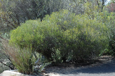 APII jpeg image of Melaleuca lateriflora  © contact APII