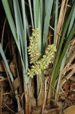 APII jpeg image of Lomandra multiflora subsp. multiflora  © contact APII