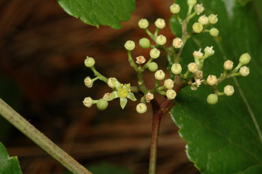 APII jpeg image of Ampelopsis glandulosa var. brevipedunculata  © contact APII