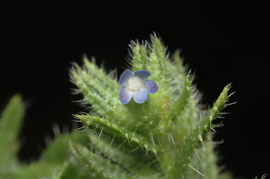 APII jpeg image of Anchusa arvensis  © contact APII