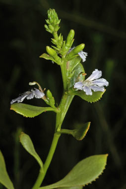 APII jpeg image of Scaevola crassifolia  © contact APII