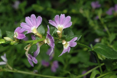 APII jpeg image of Scaevola 'Mauve Clusters'  © contact APII