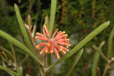 APII jpeg image of Grevillea fistulosa  © contact APII